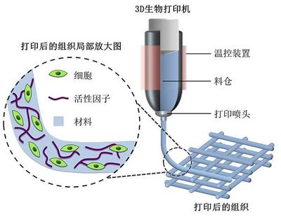 探索2018高考專業(yè)新選擇 生物功能材料，未來(lái)3D打印的基石